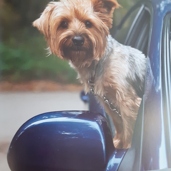 Dogs Hanging out of Windows - Picture 5 of 11